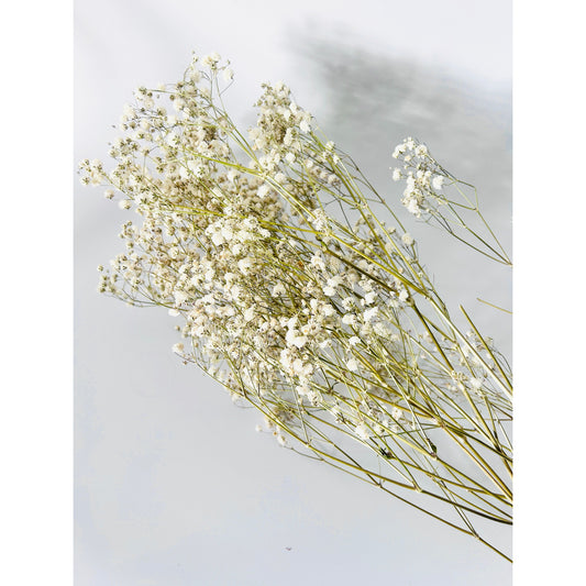 DRIED GYPSOPHILA