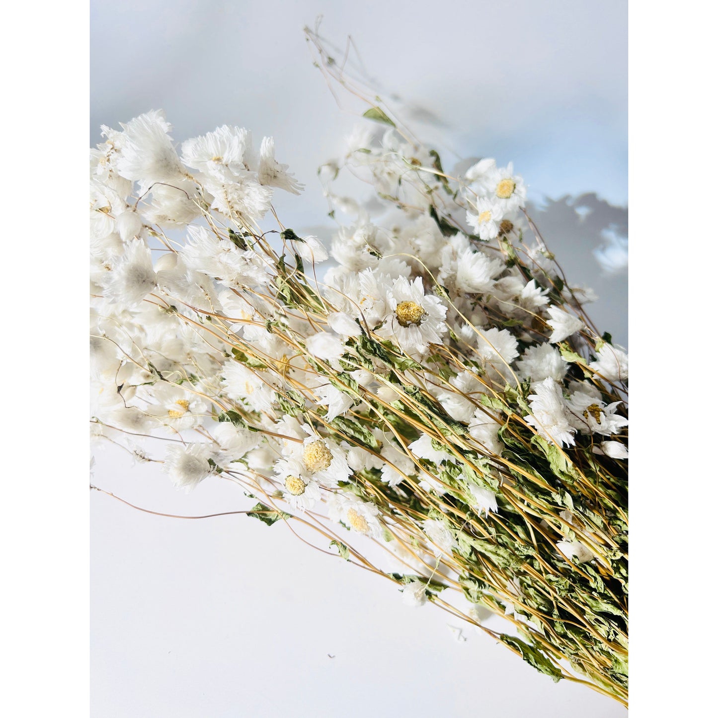 DRIED DAISIES