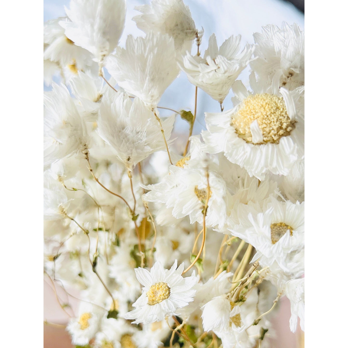 DRIED DAISIES