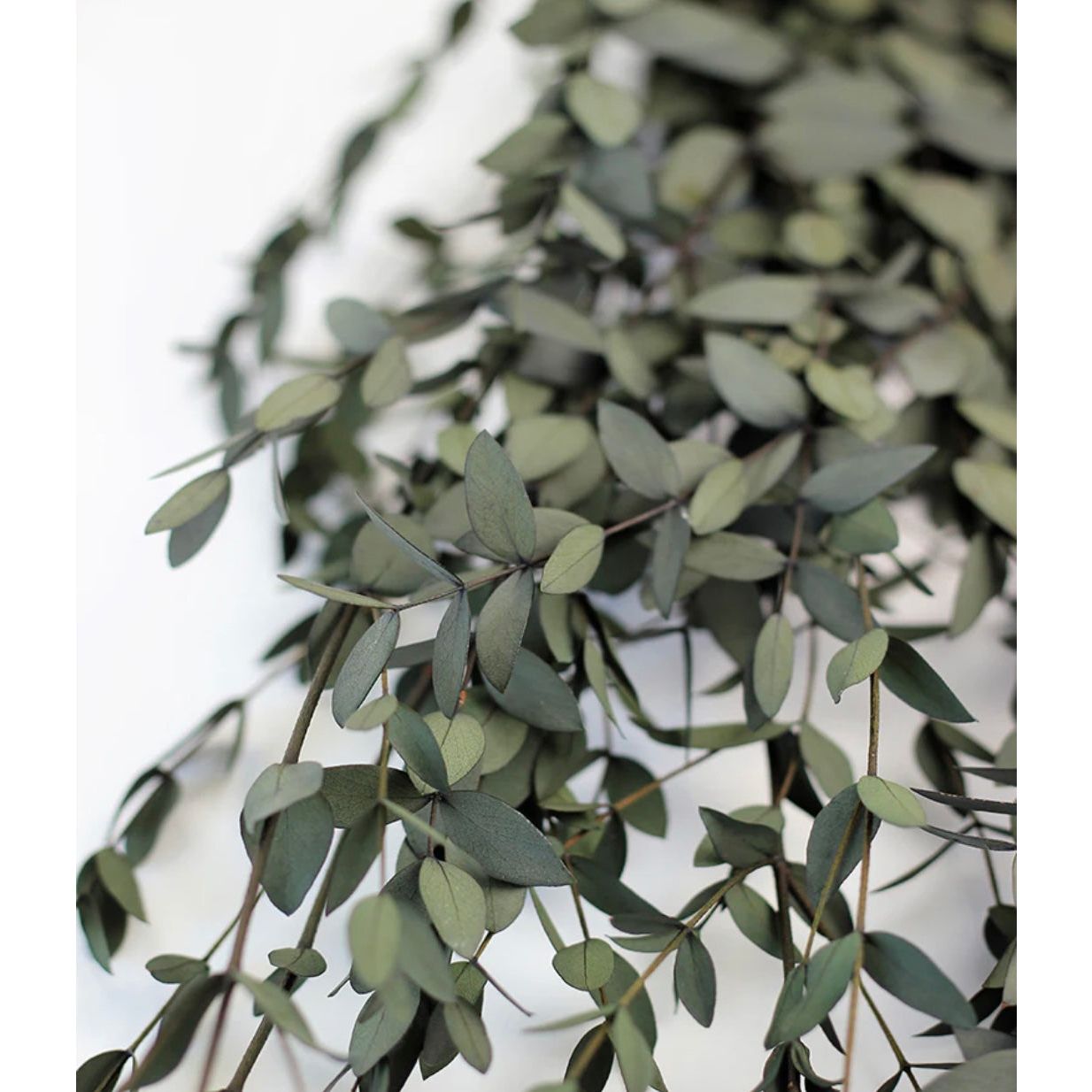 DRIED EUCALYPTUS